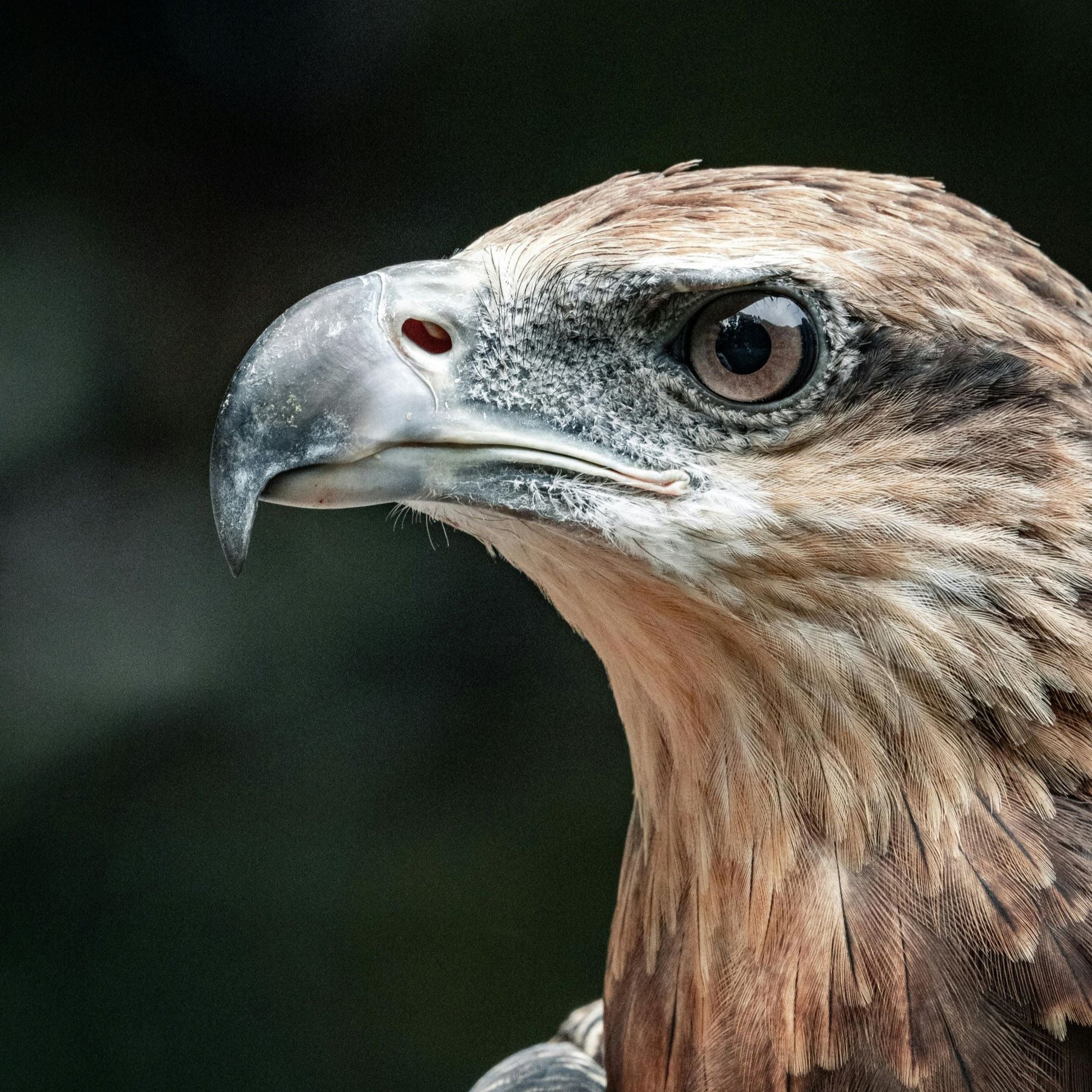 Eagle symbolism