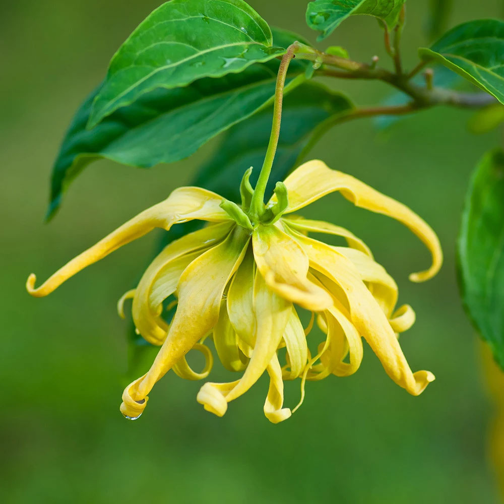 ylang ylang flower