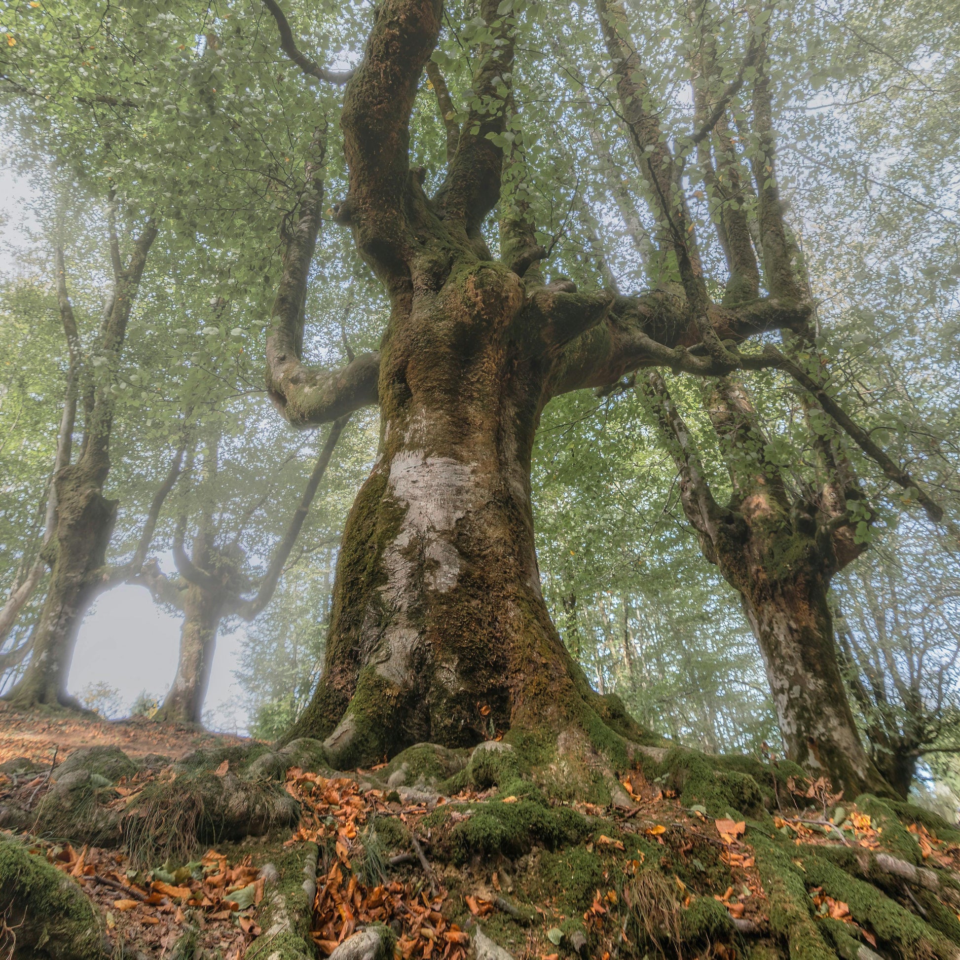 celtic tree oracle