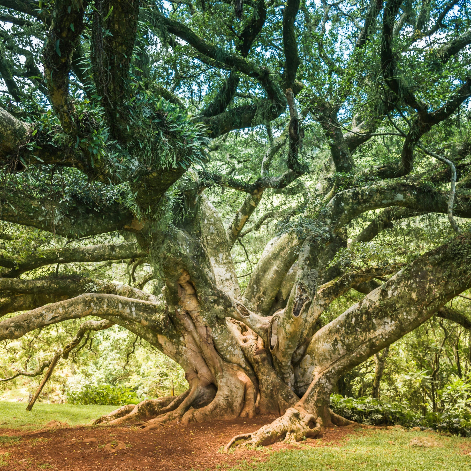 celtic tree oracle
