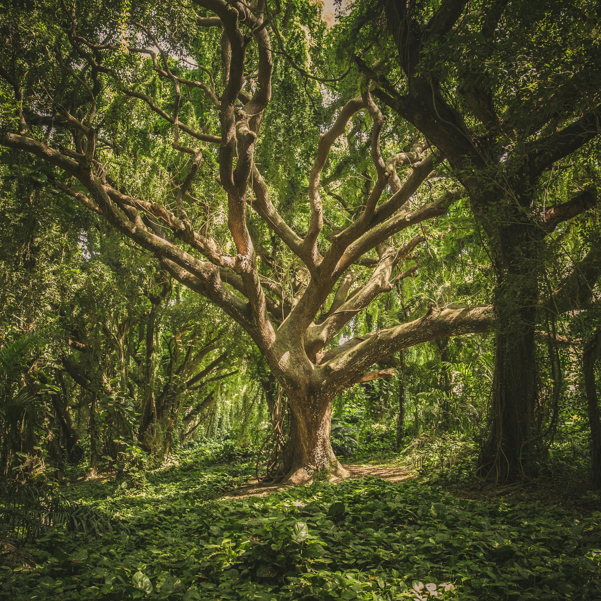 celtic tree oracle