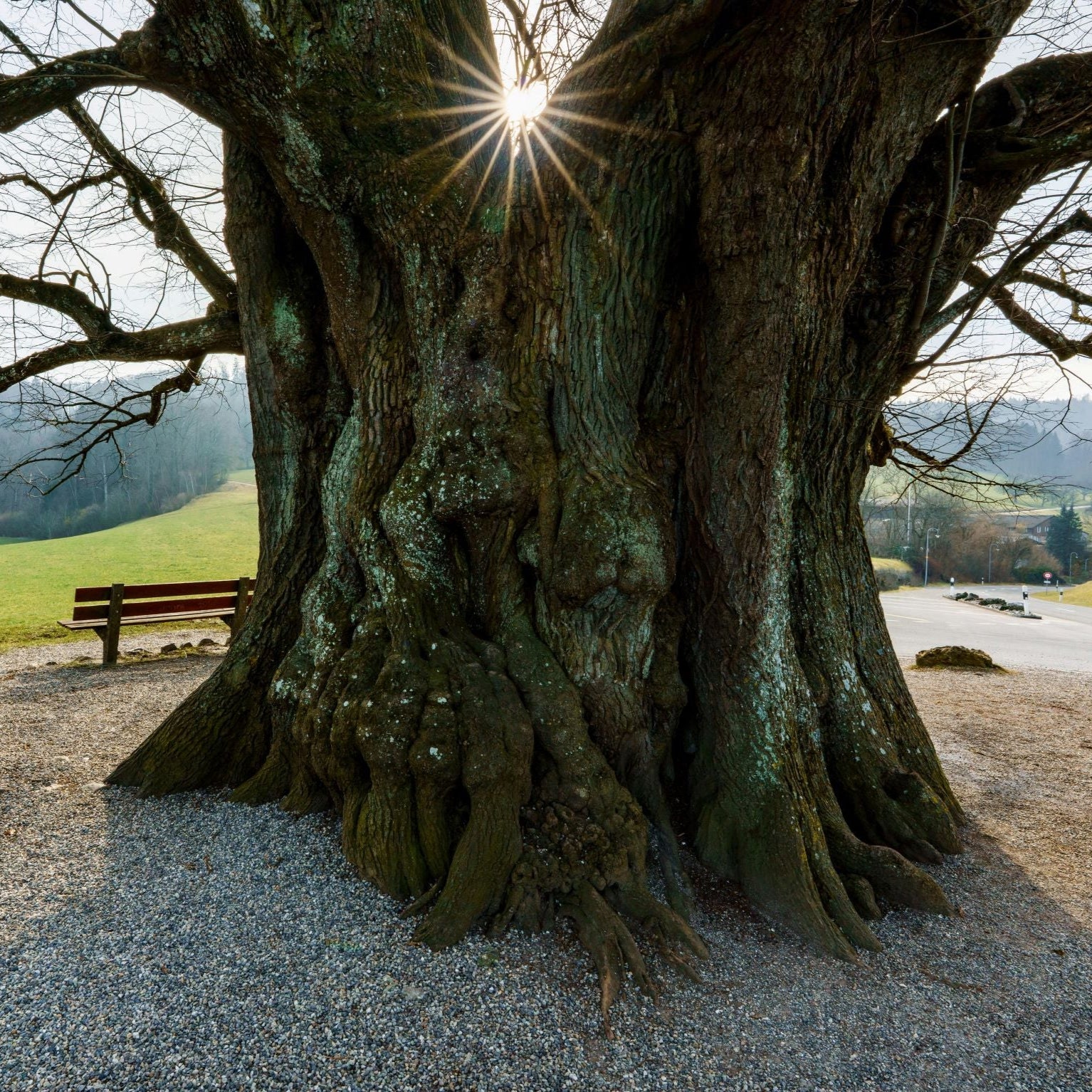 celtic tree oracle