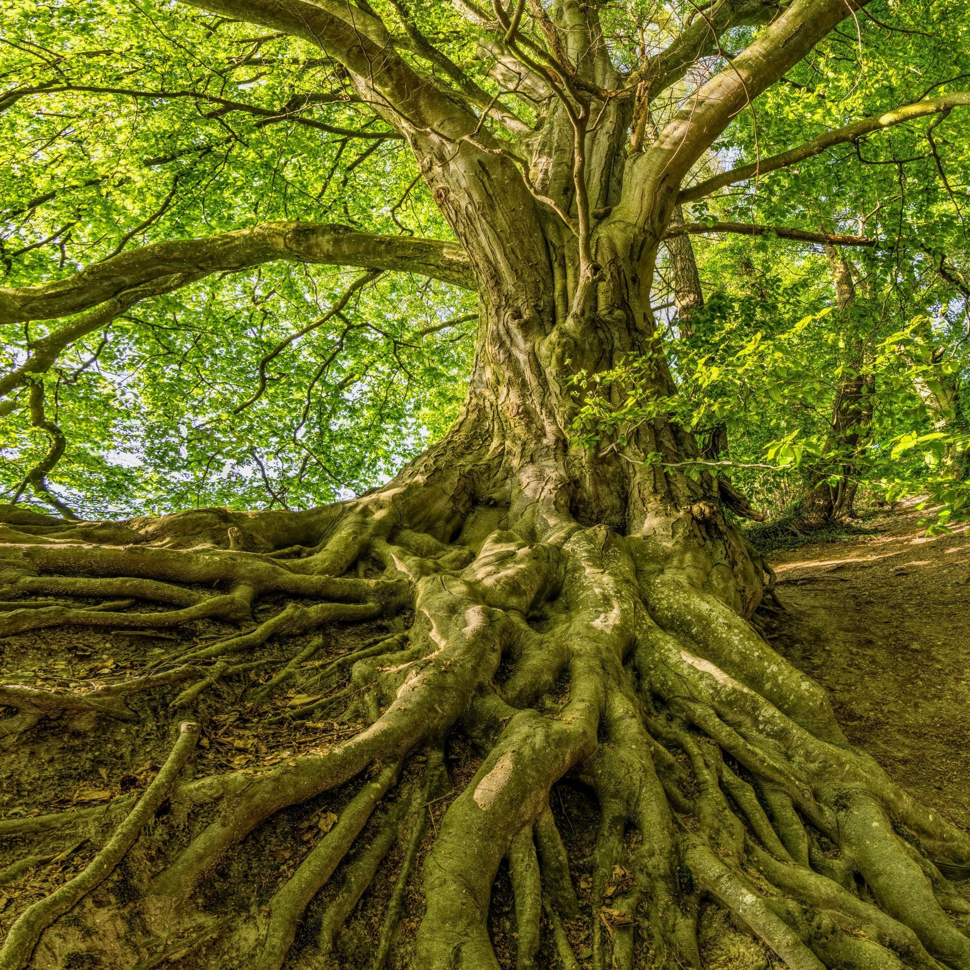 celtic tree oracle