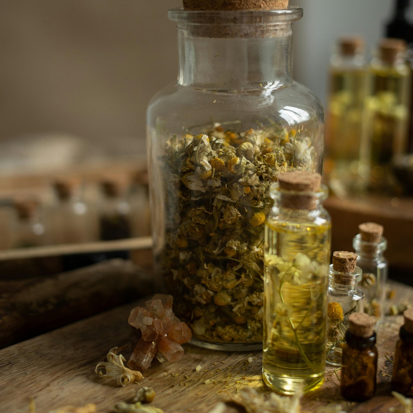 chamomile