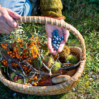 wild foraging