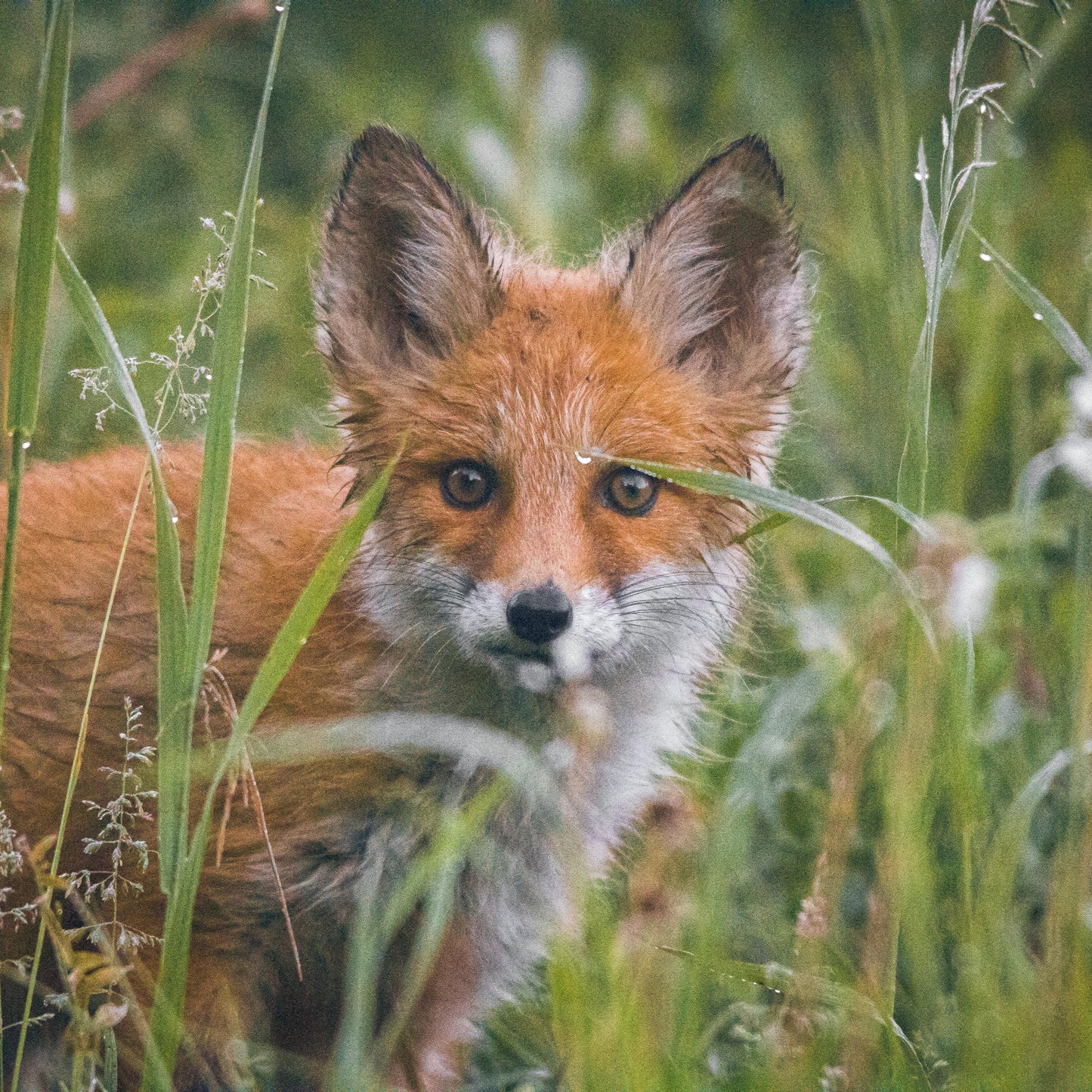 Fox Symbolism