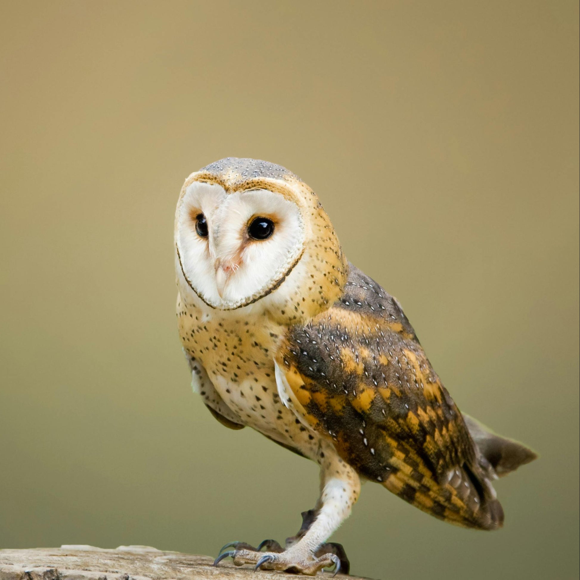 owl symbolism