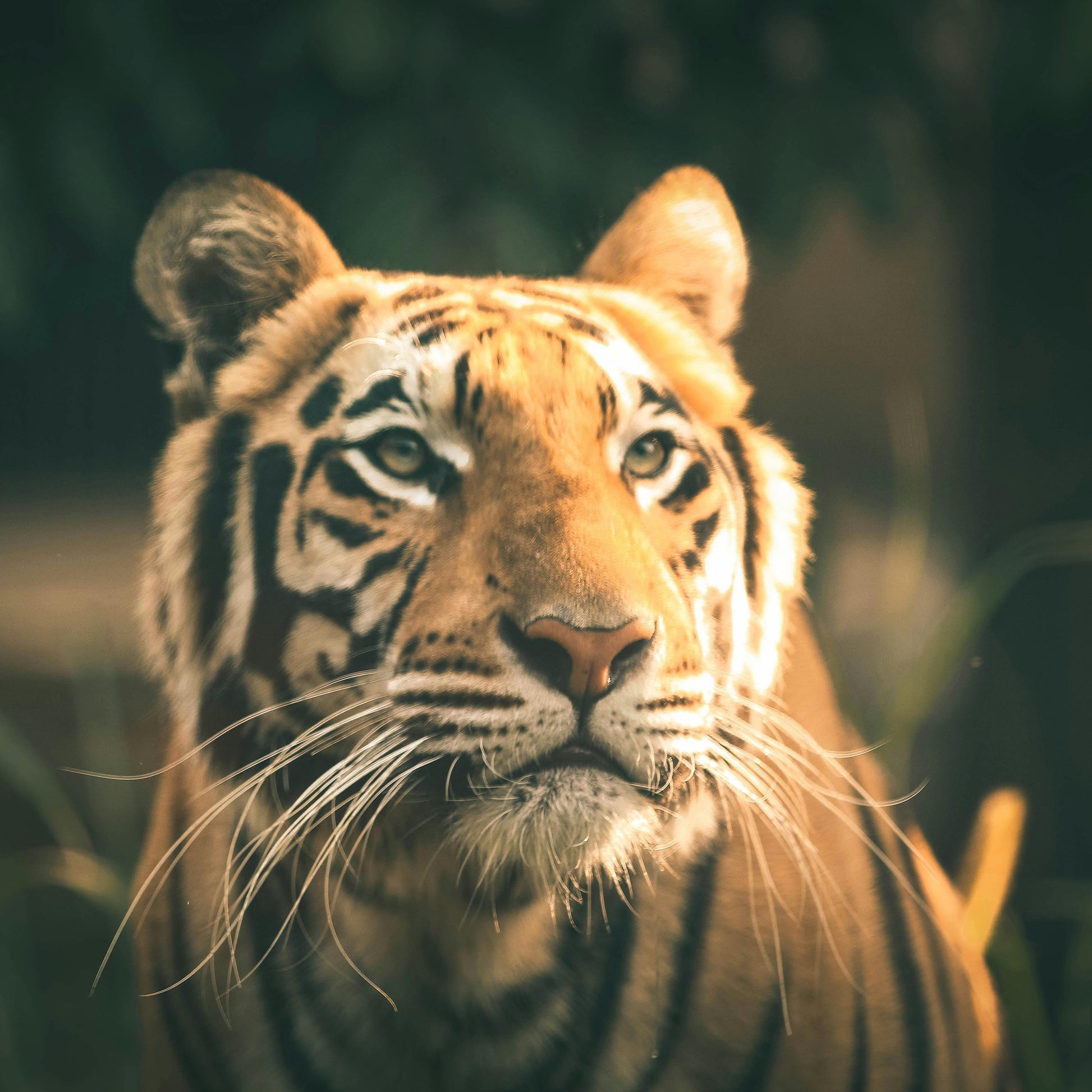 Tiger Symbolism