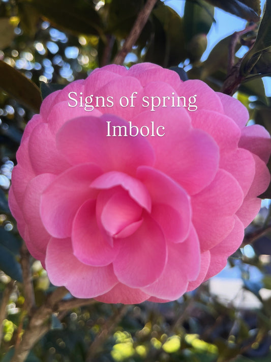 Imbolc: signs of spring in the southern hemisphere