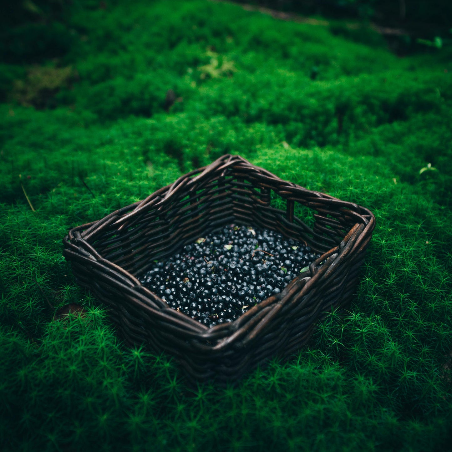 wild foraging