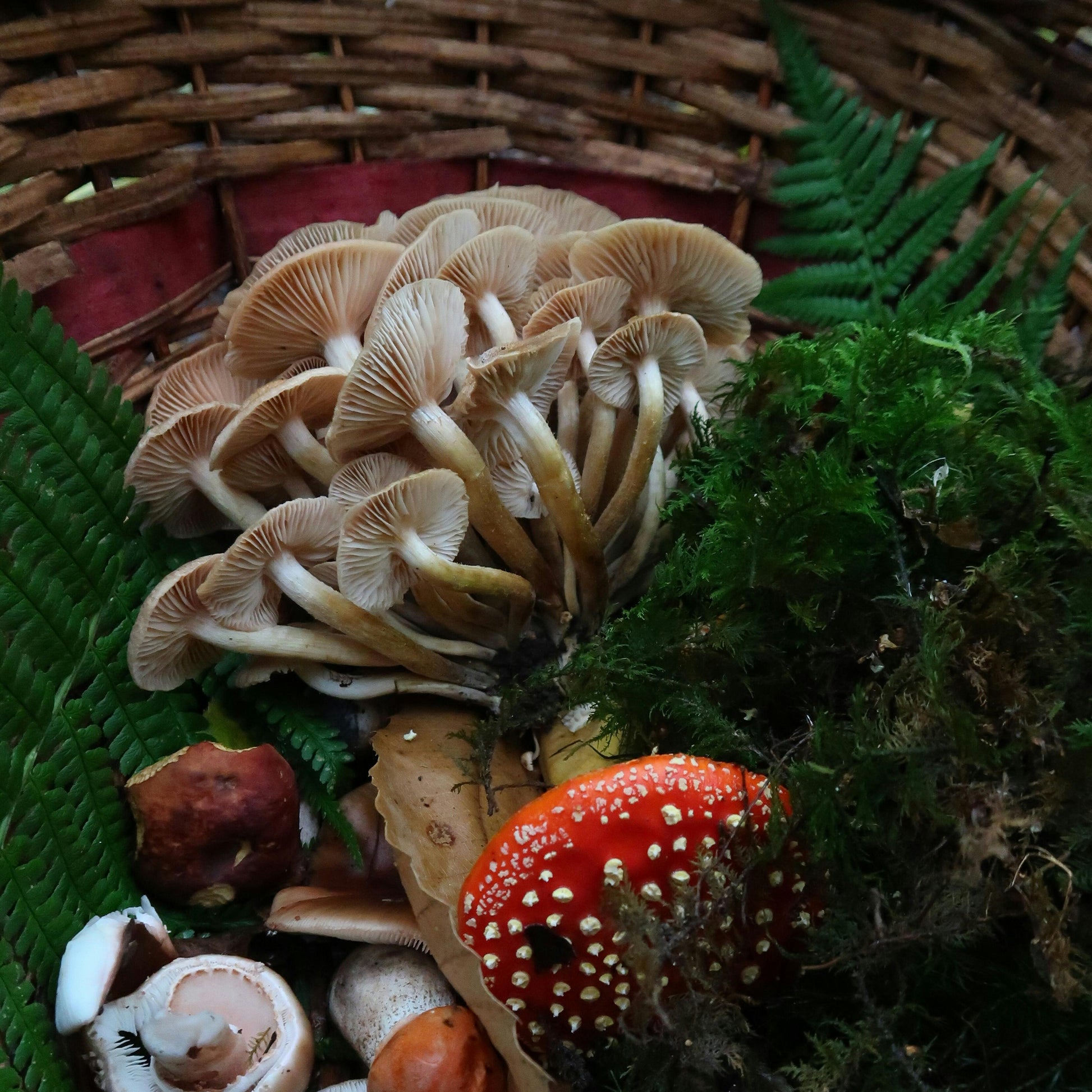 wild foraging