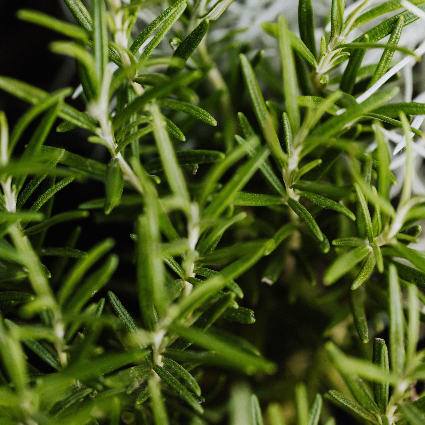 Rosemary Sacred Herb