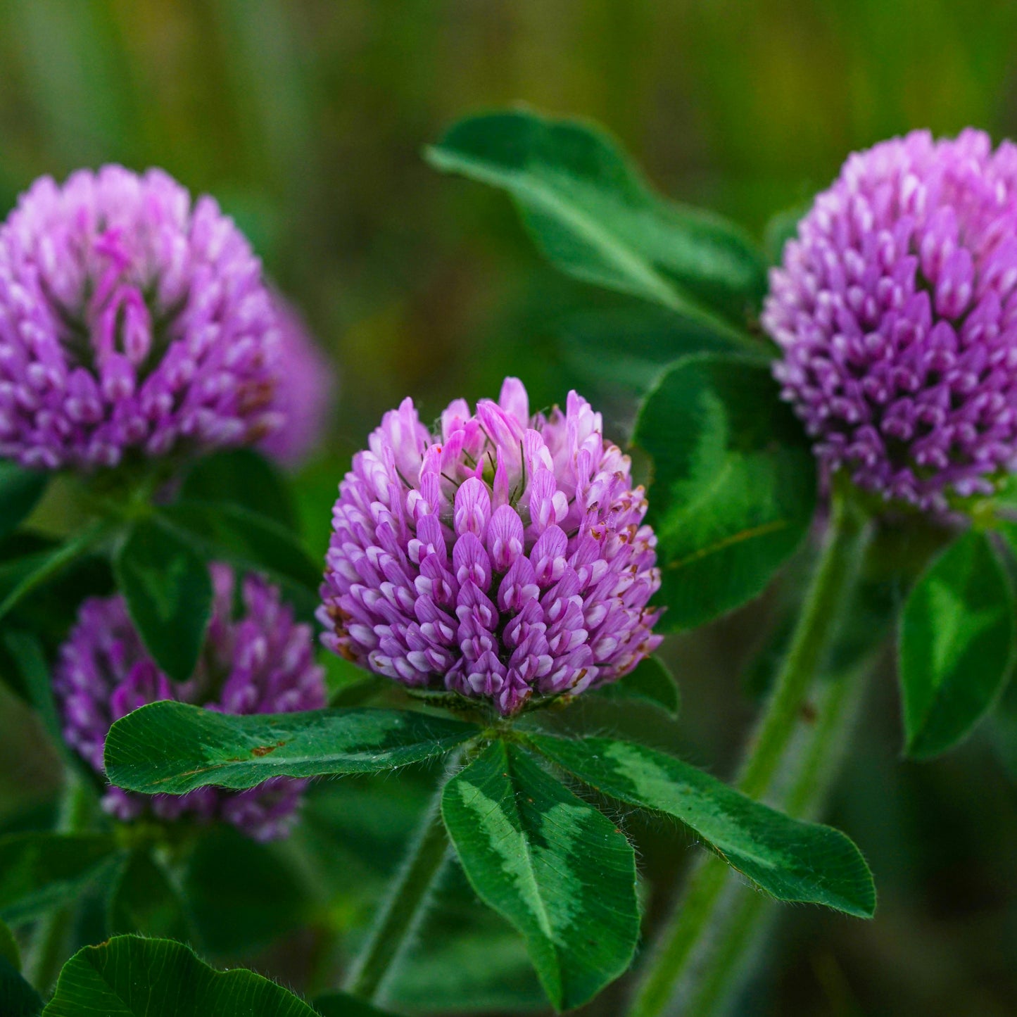red clover